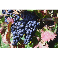 Taurasi, Colline del Sole, Campania 2017